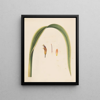 Abraham Jacobus Wendel - Studie van een blad en een bloem.webp