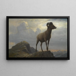 Albert Bierstadt - Study Of A Bighorn Ram.webp