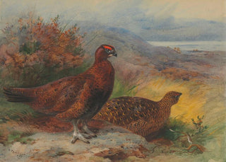Archibald Thorburn - A pair of red grouse in a landscape.webp