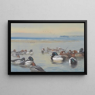Archibald Thorburn - Ducks Along The Shoreline.webp