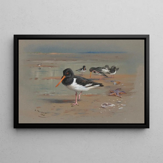 Archibald Thorburn - Oyster Catchers.webp