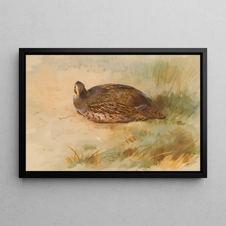 Archibald Thorburn - Partridge.webp