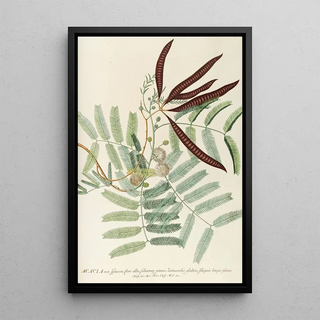 Georg Dionysius Ehret - Acacia.webp