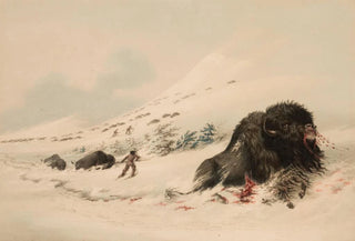 George Catlin - Buffalo Bull in Snow Drift.webp
