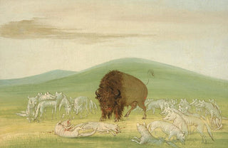 George Catlin - Wounded Buffalo Bull Surrounded by White Wolves.webp