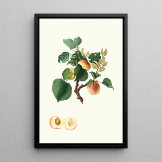 Giorgio Gallesio - Albicocca Alessandrina bianca a Mandorla dolce o Alessandrina seconda Apricot.webp