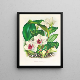 Jean Jules Linden - Bifrenaria harrisoniae.webp