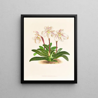 Jean Jules Linden - Cypripedium microchilum.webp