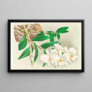 Jean Jules Linden - Dendrobium infundibulum.webp