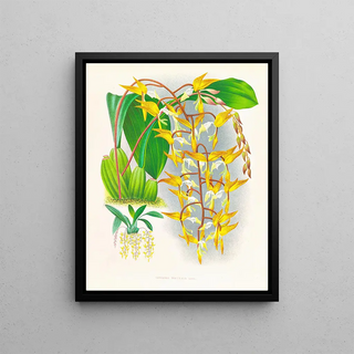 Jean Jules Linden - Gongora maculata.webp