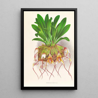 Jean Jules Linden - Masdevallia Roezli.webp