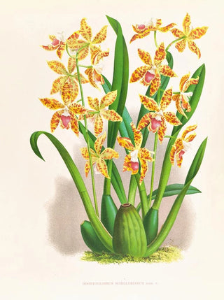 Jean Jules Linden - Odontoglossum schillerianum.webp