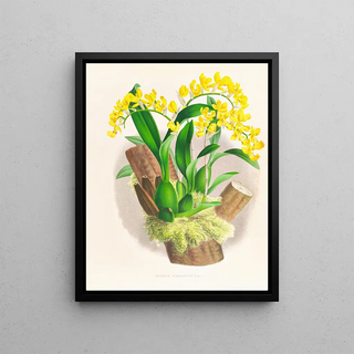 Jean Jules Linden - Oncidium warscewiczi.webp