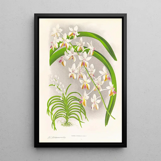 Jean Jules Linden - Vanda Boxalli.webp