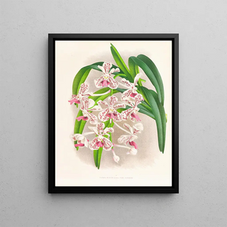 Jean Jules Linden - Vanda suavis.webp