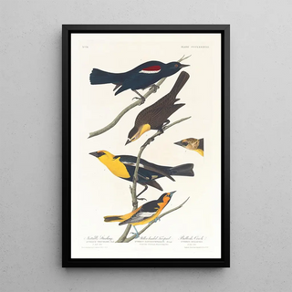 John James Audubon - Nuttalls starling Yellowheaded troopial Bullocks oriole.webp