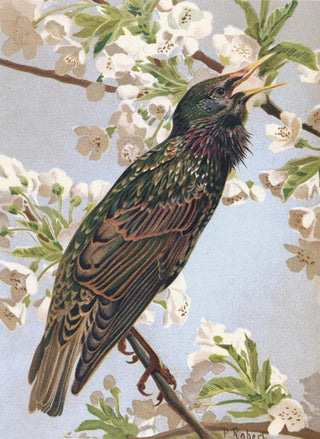 LoPaul Robert - tourneau.webp