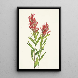 Mary Vaux Walcott - Alberta Paintbrush Castilleja miniata.webp