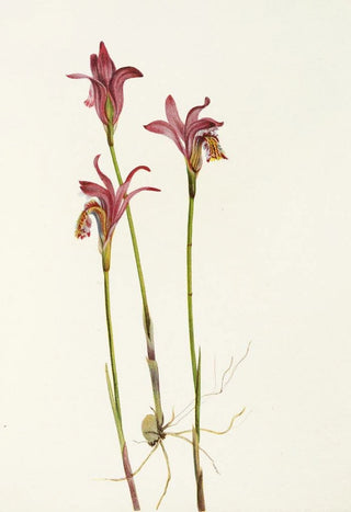 Mary Vaux Walcott - Arethusa Arethusa bulbosa.webp