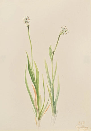 Mary Vaux Walcott - BogAsphodel Tofieldia intermedia.webp