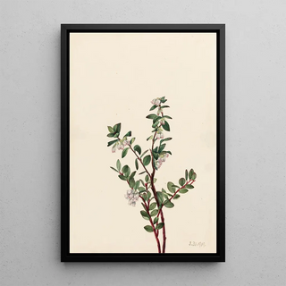 Mary Vaux Walcott - Box Huckleberry Gaylussacia brachycera.webp