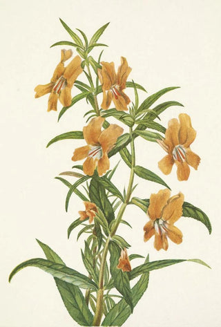 Mary Vaux Walcott - Buff Monkeyflower Diplacus longiflorus.webp