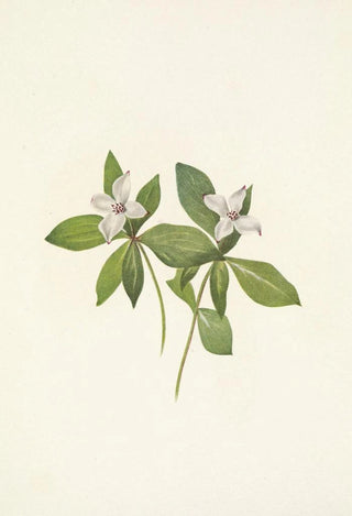 Mary Vaux Walcott - Bunchberry flower Cornus canadensis.webp