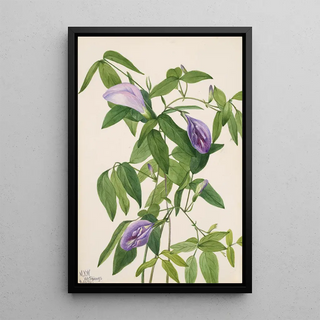Mary Vaux Walcott - Butterfly Pea Clitoria mariana.webp
