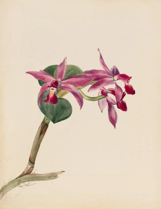 Mary Vaux Walcott - Cattlaya superbus.webp