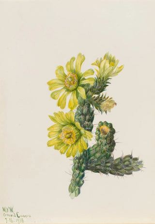 Mary Vaux Walcott - Cholla Opuntia whipplei.webp