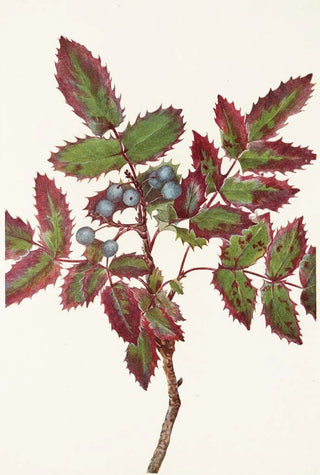 Mary Vaux Walcott - Creeping Hollygrape Berberis repens.webp