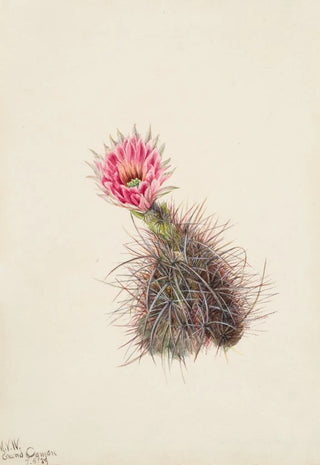 Mary Vaux Walcott - Cucumber Cactus.webp