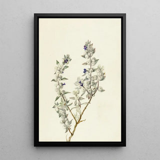 Mary Vaux Walcott - Death Valley Sage Salvia funerea.webp