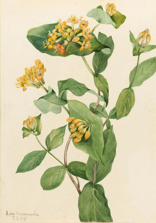 Mary Vaux Walcott - Douglas Honeysuckle Lonicera glaucescens.webp