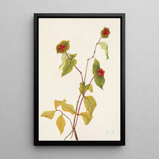 Mary Vaux Walcott - Douglas Honeysuckle fruit Lonicera glaucescens.webp