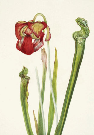Mary Vaux Walcott - Drummond Pitcherplant Sarracenia drummondii.webp