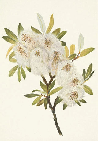Mary Vaux Walcott - Drummond Willow Salix drummondiana.webp