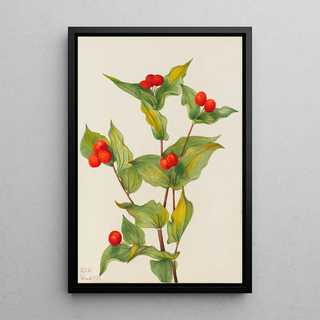 Mary Vaux Walcott - Fairybells Disporum hookeri.webp