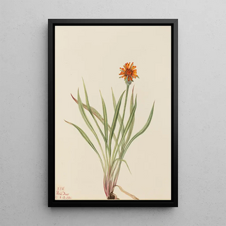 Mary Vaux Walcott - False Dandelion Agoseris aurantiaca.webp