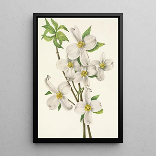 Mary Vaux Walcott - Flowering Dogwood flower Cornus florida.webp