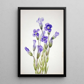 Mary Vaux Walcott - Fringed Gentian Gentiana elegana.webp
