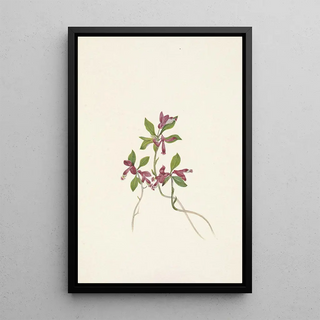 Mary Vaux Walcott - Fringed Polygala Polygala paucifolia.webp