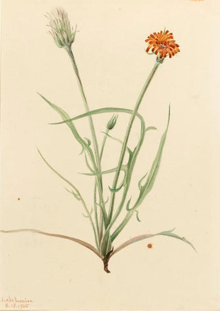 Mary Vaux Walcott - Grassleaf Agoseris Agoseris graminifolia.webp