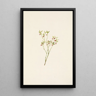 Mary Vaux Walcott - Grouse Whortleberry flower Vaccinium scoparium.webp