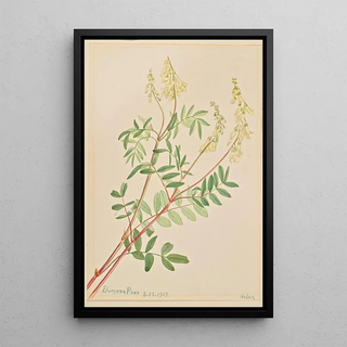 Mary Vaux Walcott - Hedysarum Hedysarum sulphurescens.webp