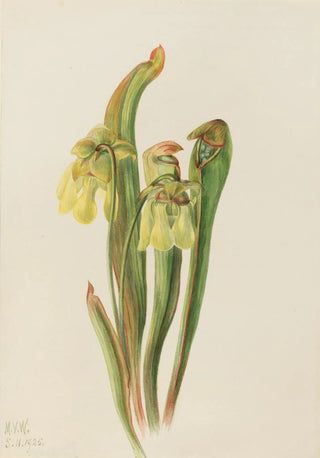 Mary Vaux Walcott - Hooded Pitcherplant Sarracenia minor.webp