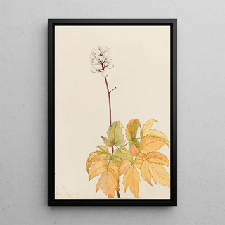 Mary Vaux Walcott - Ivory Baneberry Actaea arguta.webp