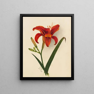 Mary Vaux Walcott - Lily.webp