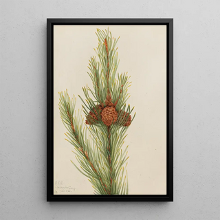 Mary Vaux Walcott - Lodgepole Pine Pinus Contorta murrayana.webp
