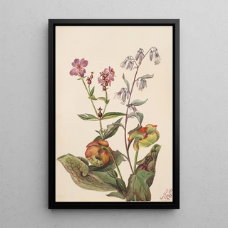 Mary Vaux Walcott - Meadow Beauty Rhexia virginica Rattlesnake Roat Nabalus albus Pitcherplant Sarracenia purpurea.webp
